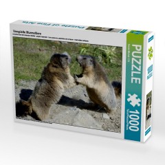 CALVENDO Puzzle CALVENDO Puzzle Verspielte Murmeltiere Пазл CALVENDO Puzzle Игривые сурки